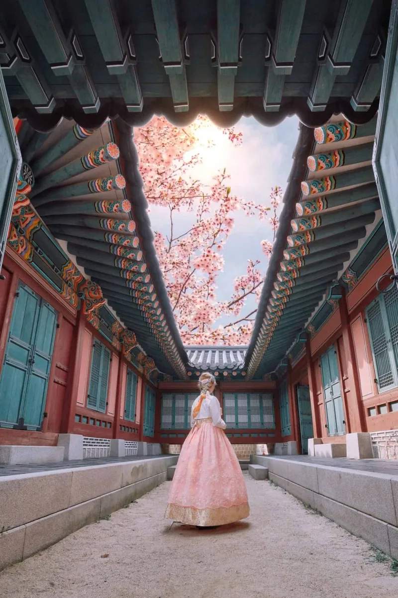 Mujer con hanbok rosa en el patio del palacio Gyeongbokgung, con cerezos en flor