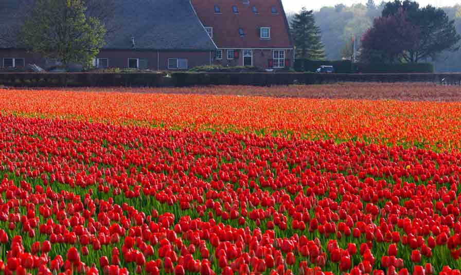 campos tulipanes