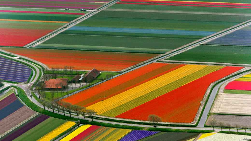 Campos de Flores Países Bajos